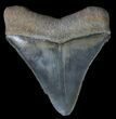 Serrated, Fossil Megalodon Tooth - Georgia #65777-1